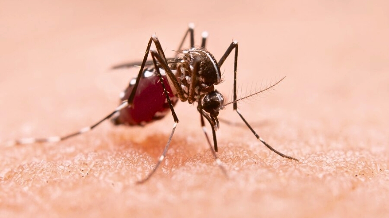 Aumento de casos de fiebre por virus de Oropouche en América del Sur