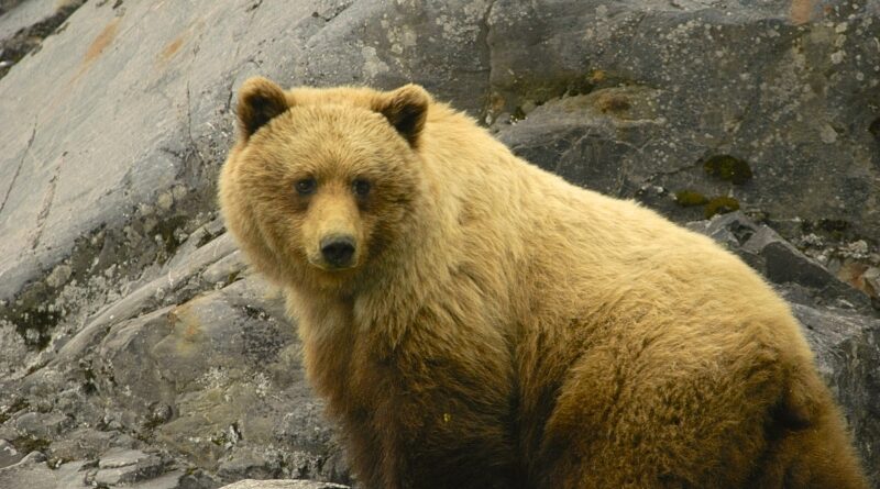 El presidente ruso Vladimir Putin anuncia la reversión de la histórica venta de Alaska a Estados Unidos, provocando tensiones diplomáticas y reacciones en el ámbito internacional.