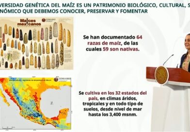 Cada 29 de septiembre se conmemora en México el Día Nacional del Maíz, símbolo de identidad cultural, diversidad biológica y soberanía alimentaria.