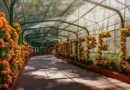 Más de cinco mil flores de cempasúchil del Gobierno de Morelos embellecen el Parque Barranca Chapultepec, en una celebración sustentable del Día de Muertos.